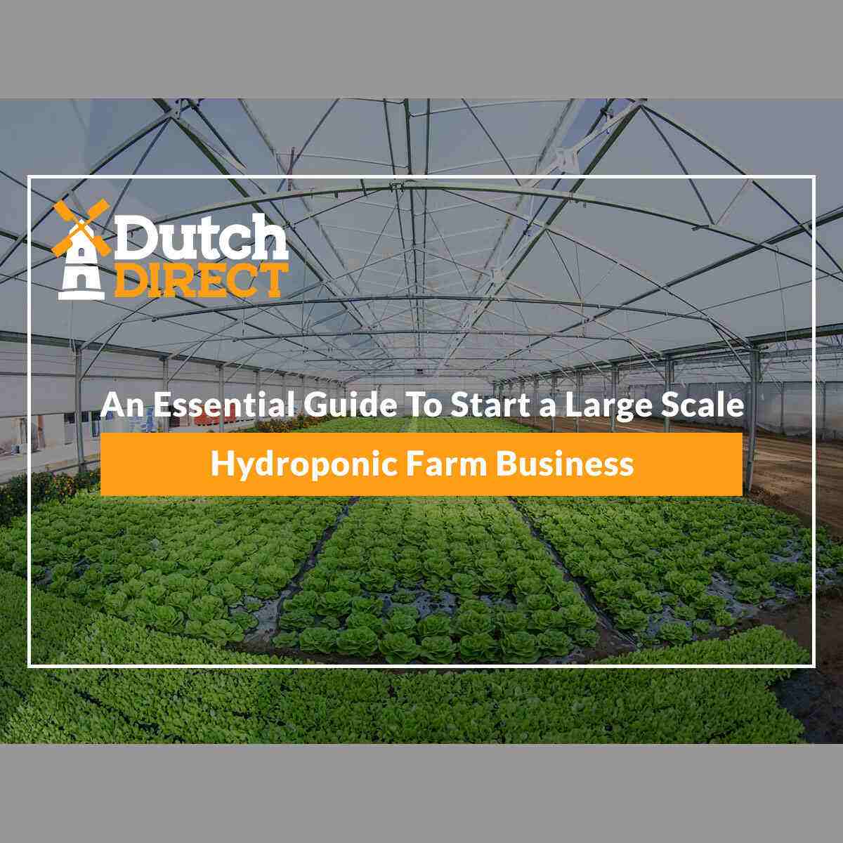 An Essential Guide To Start a Large Scale Hydroponic Farm Business