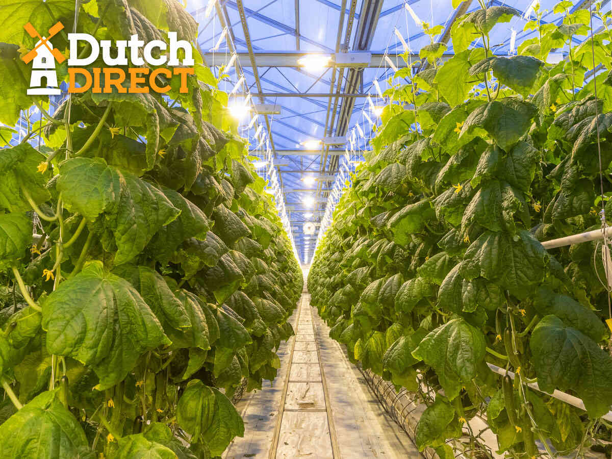 Commercial Greenhouse Humidity: Factors To Consider To Ensure Optimal Conditions In Phoenix, AZ