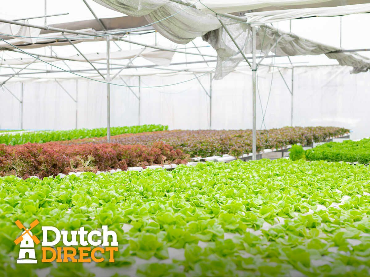How a Proactive Cleaning Routine Can Prevent Pests & Plant Diseases In Your Greenhouse In Arizona