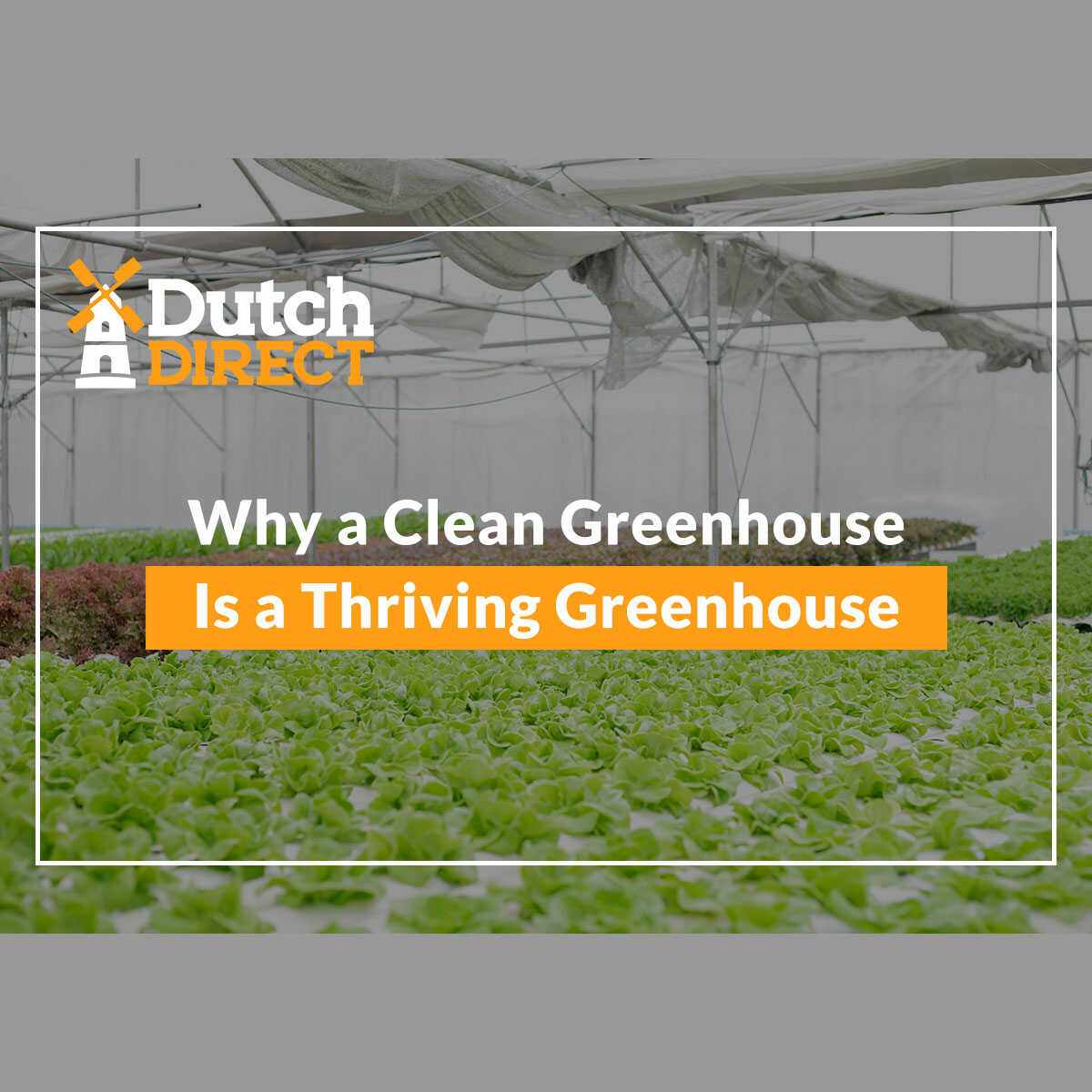 Why a Clean Greenhouse Is a Thriving Greenhouse