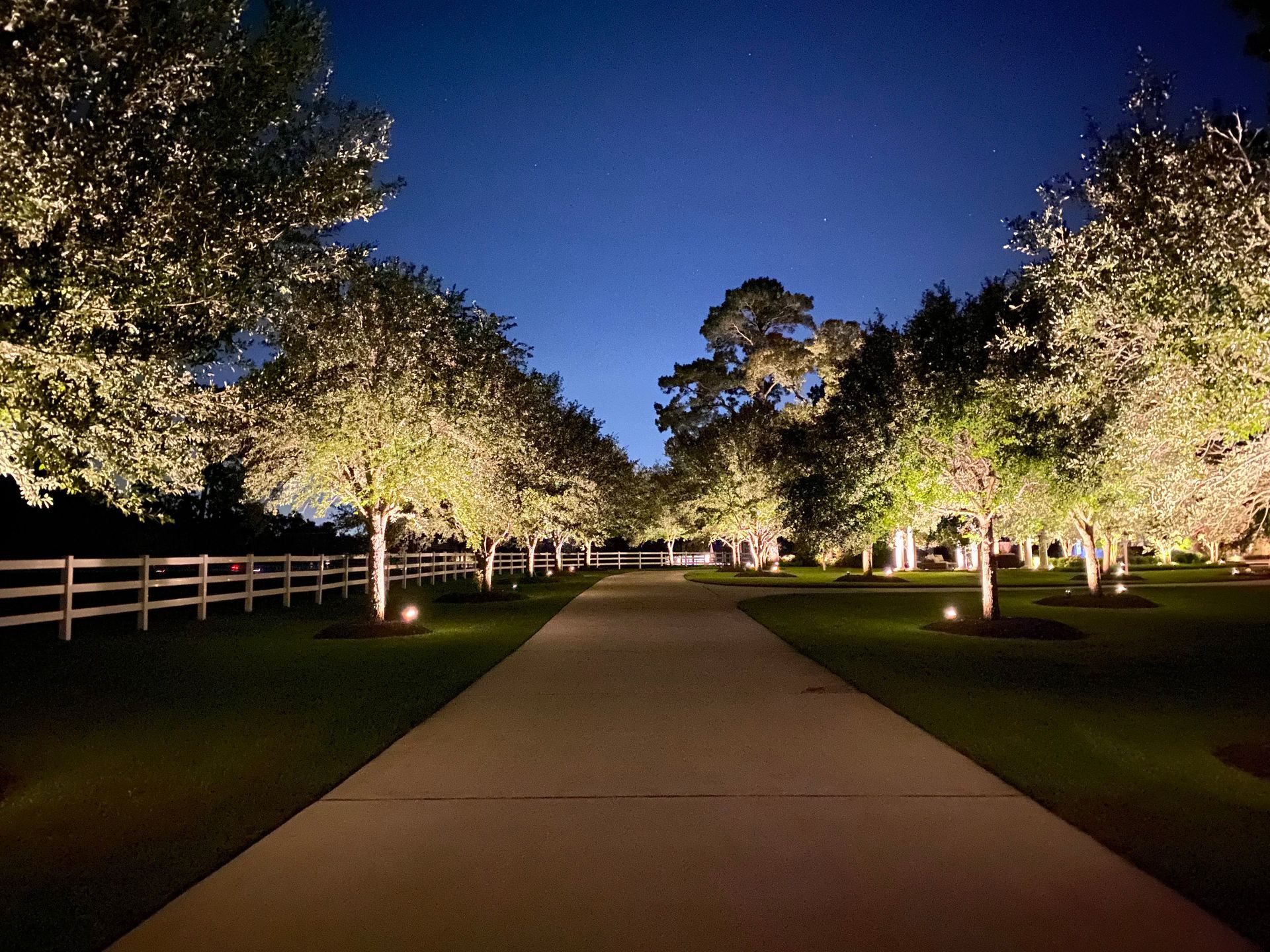 A driveway lined with trees and lights at night