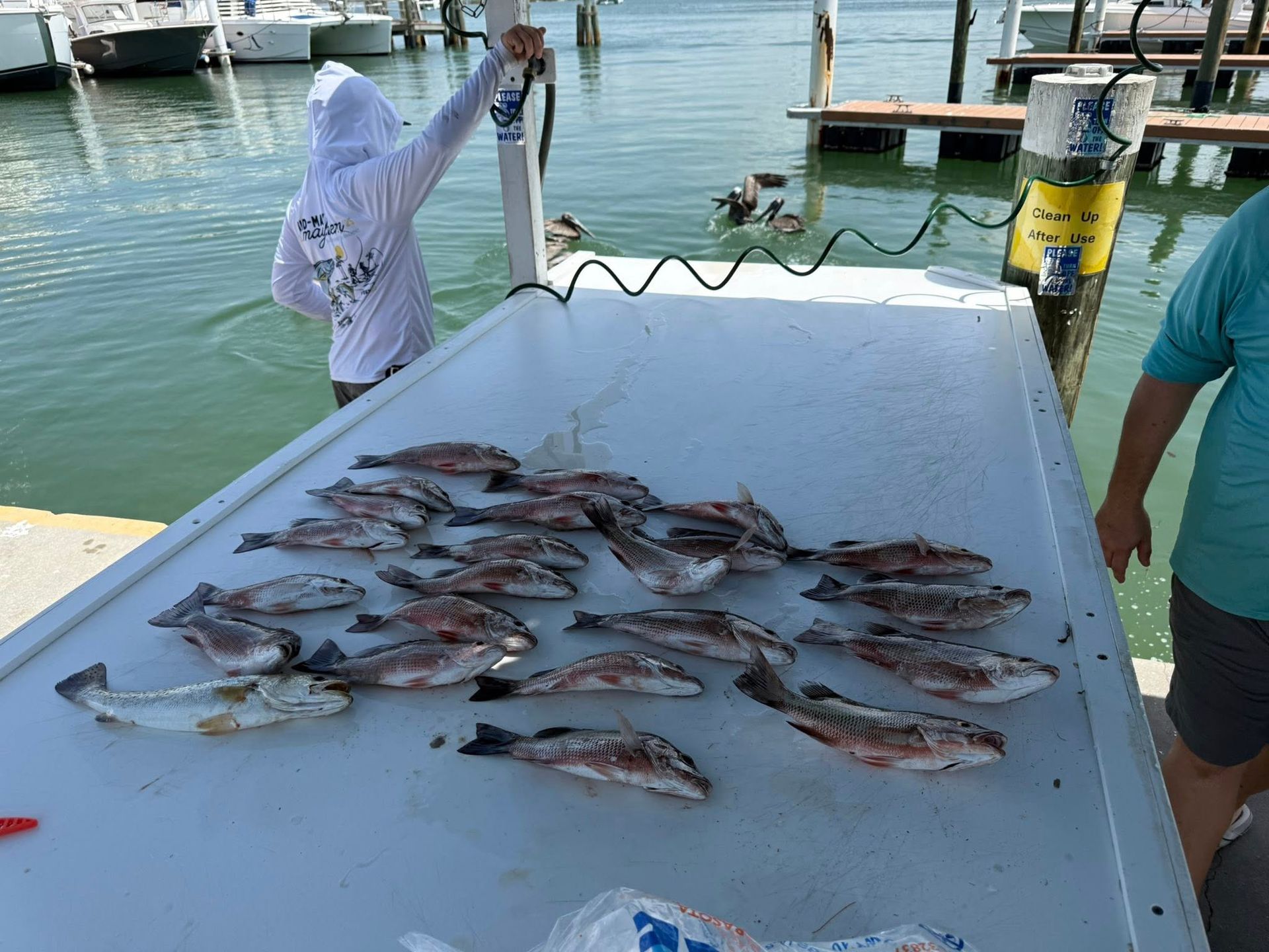 Fishermen on a dock, cleaning catch of many fish on a white table.