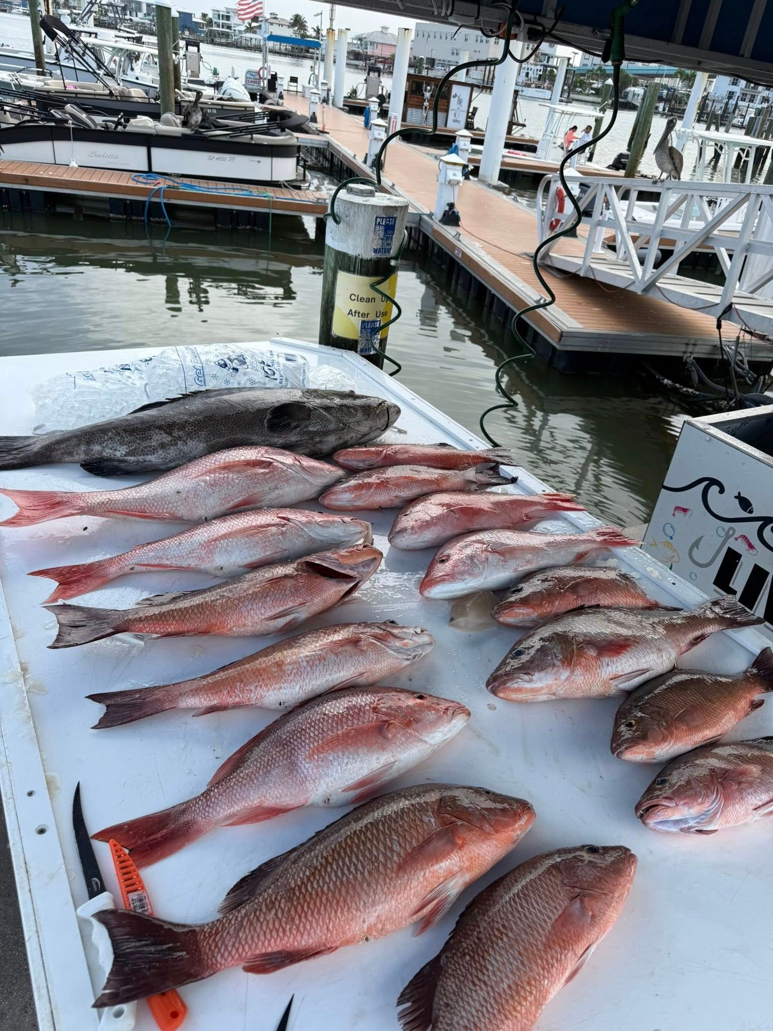 Freshly caught red snapper and a dark fish on a table at a dock.