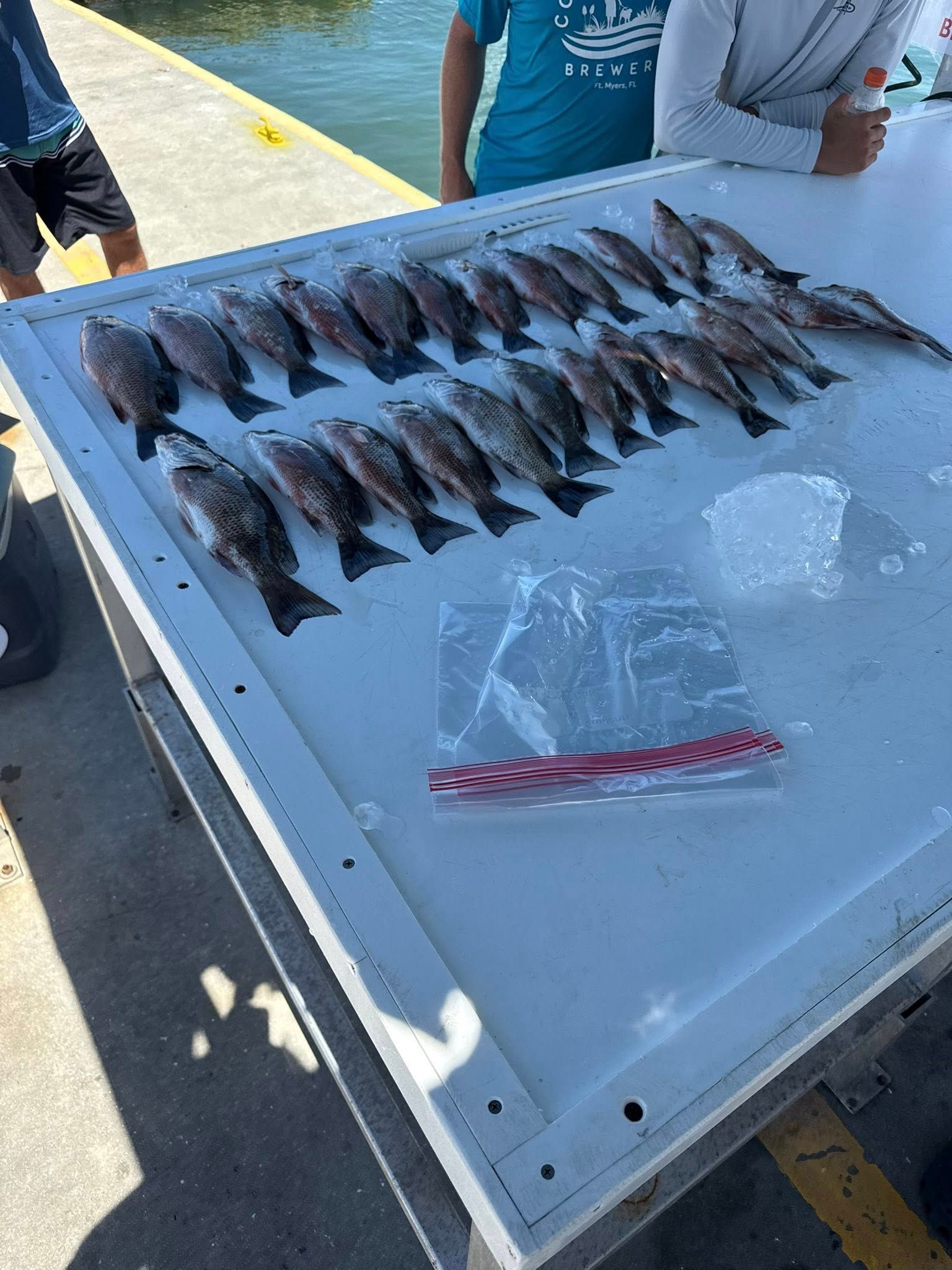Freshly caught fish arranged on a white table, with people in background.