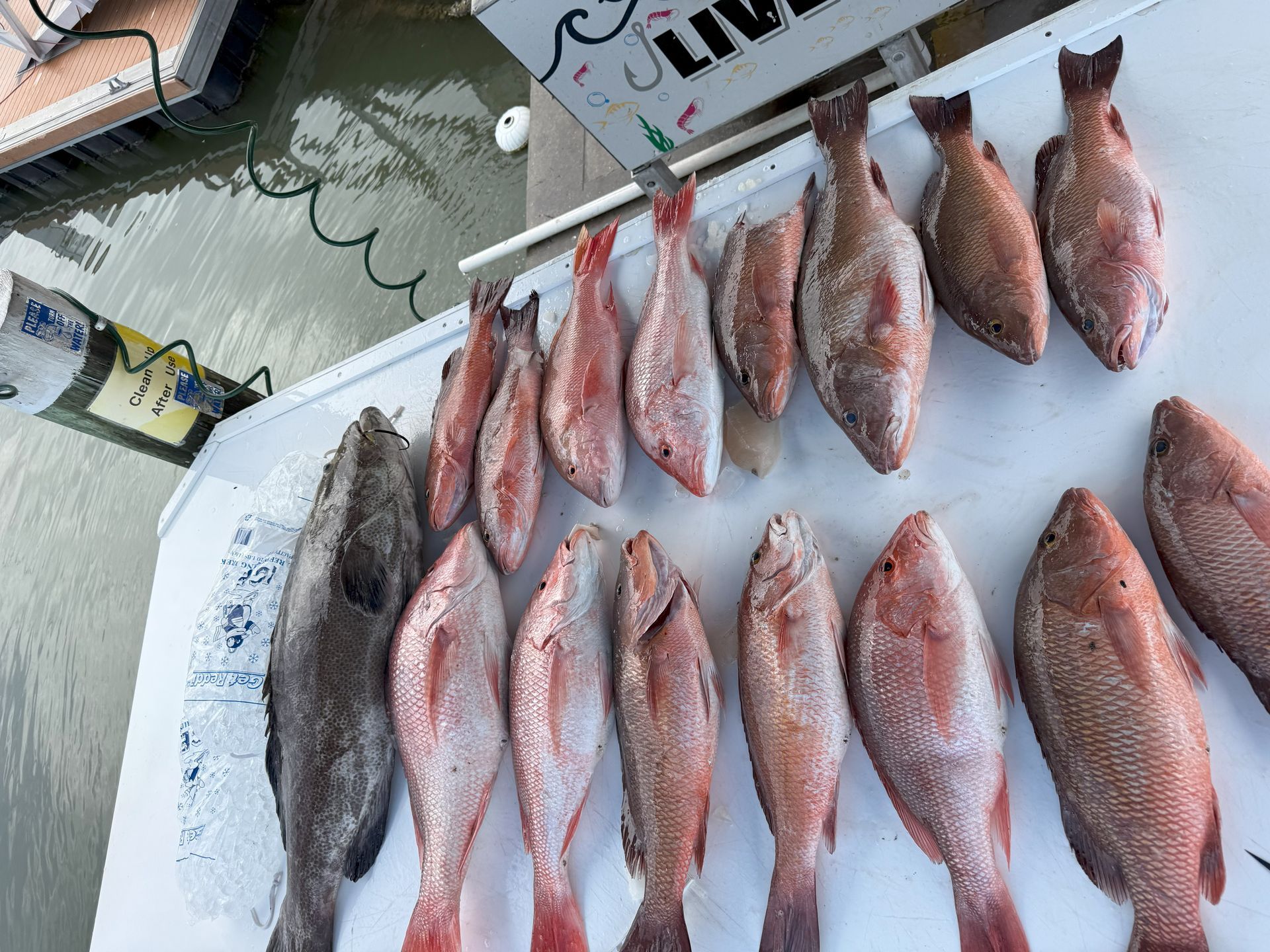 Freshly caught red fish laid out on a boat deck next to the water.