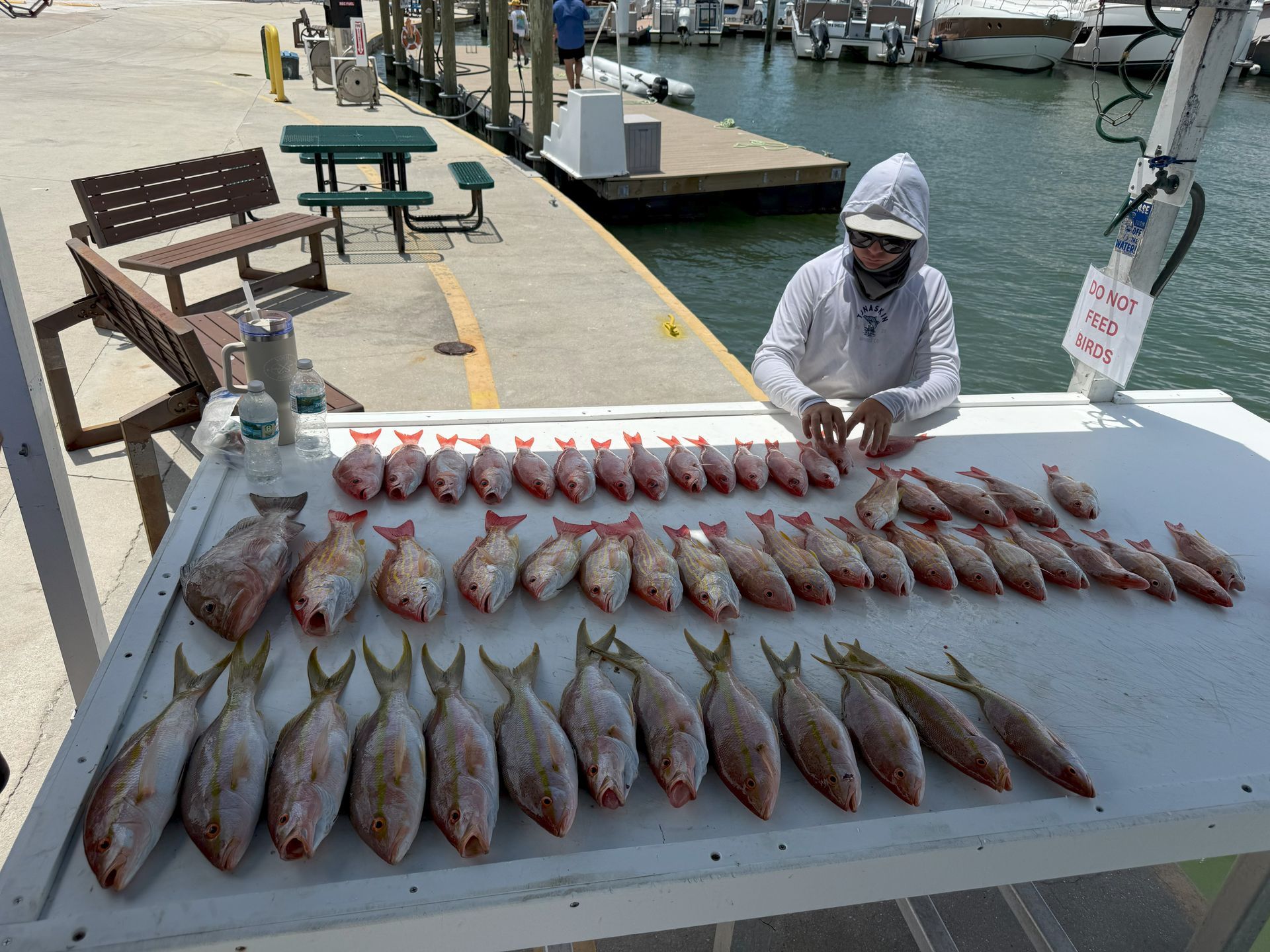 Person sorting rows of red and yellow fish on a white table near a dock.