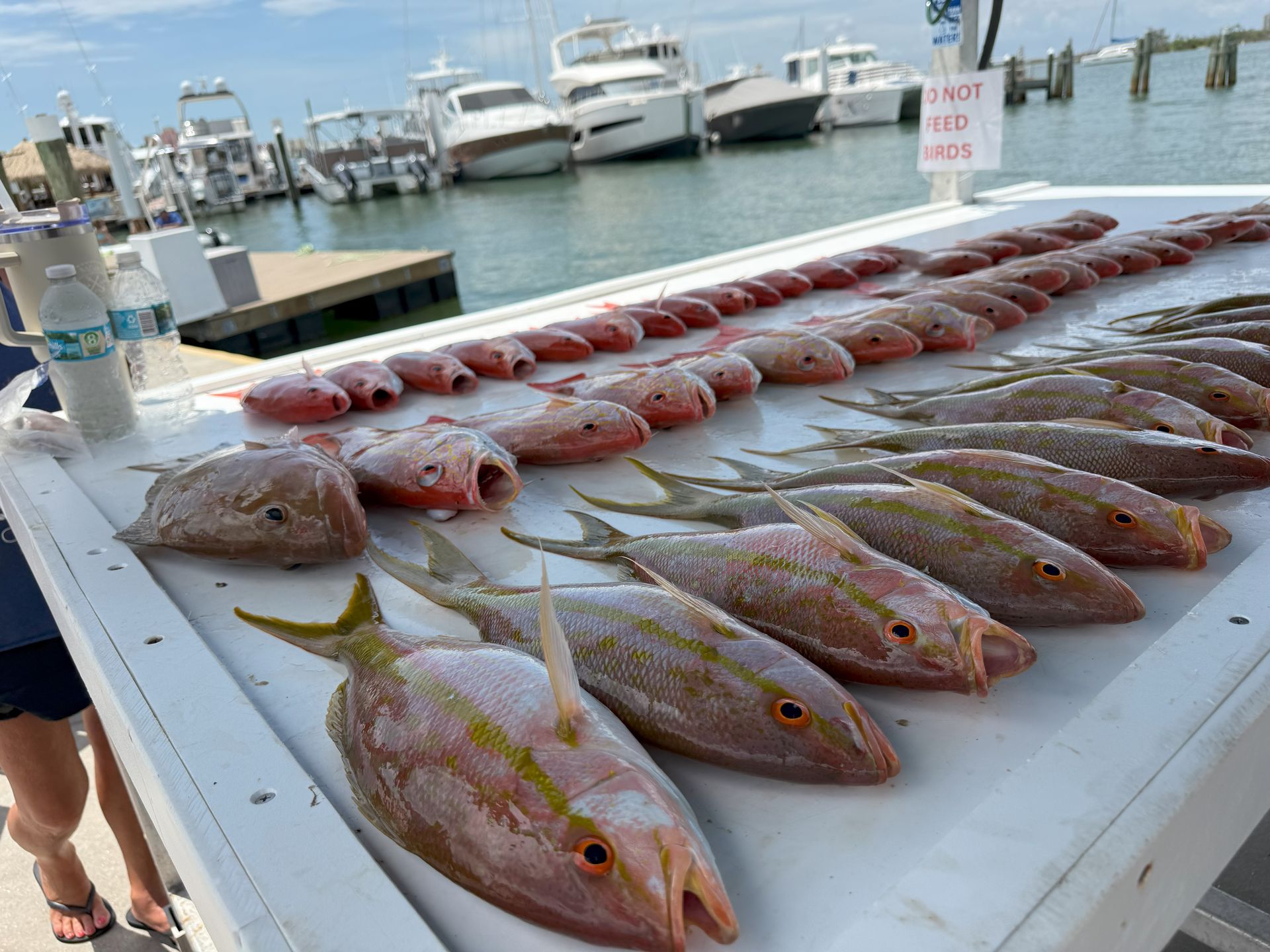 Freshly caught fish arranged on a white table at a marina, with boats in the background.
