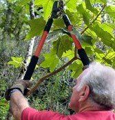 Cutting — Tree Pruning in Bethel Park, PA