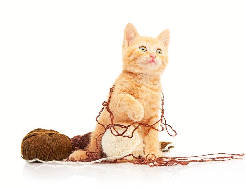 ginger kitten playing with balls of wool