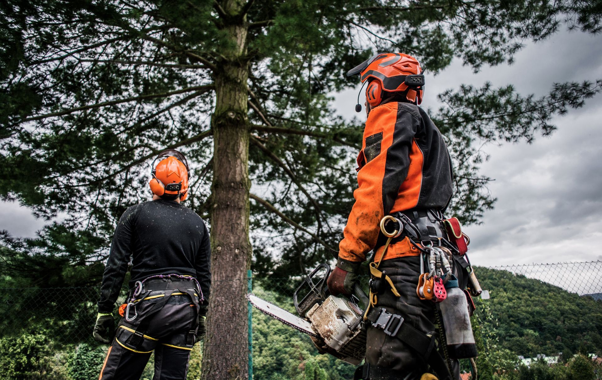 Tree Services in East Greenbush, NY | N E Tree and Property Services LLC