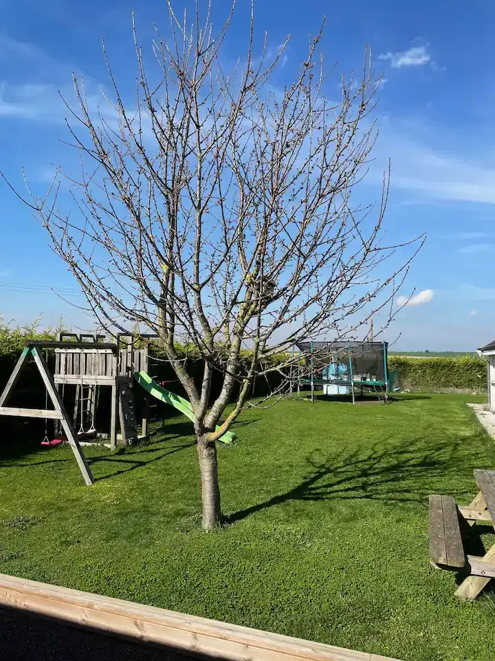 Une aire de jeux avec une balançoire et un arbre au milieu.