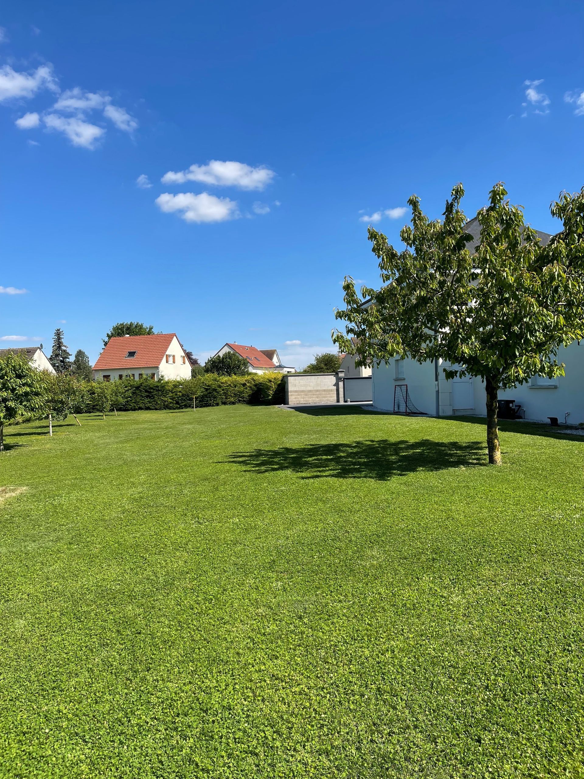 Il y a un arbre au milieu d'un champ vert luxuriant.