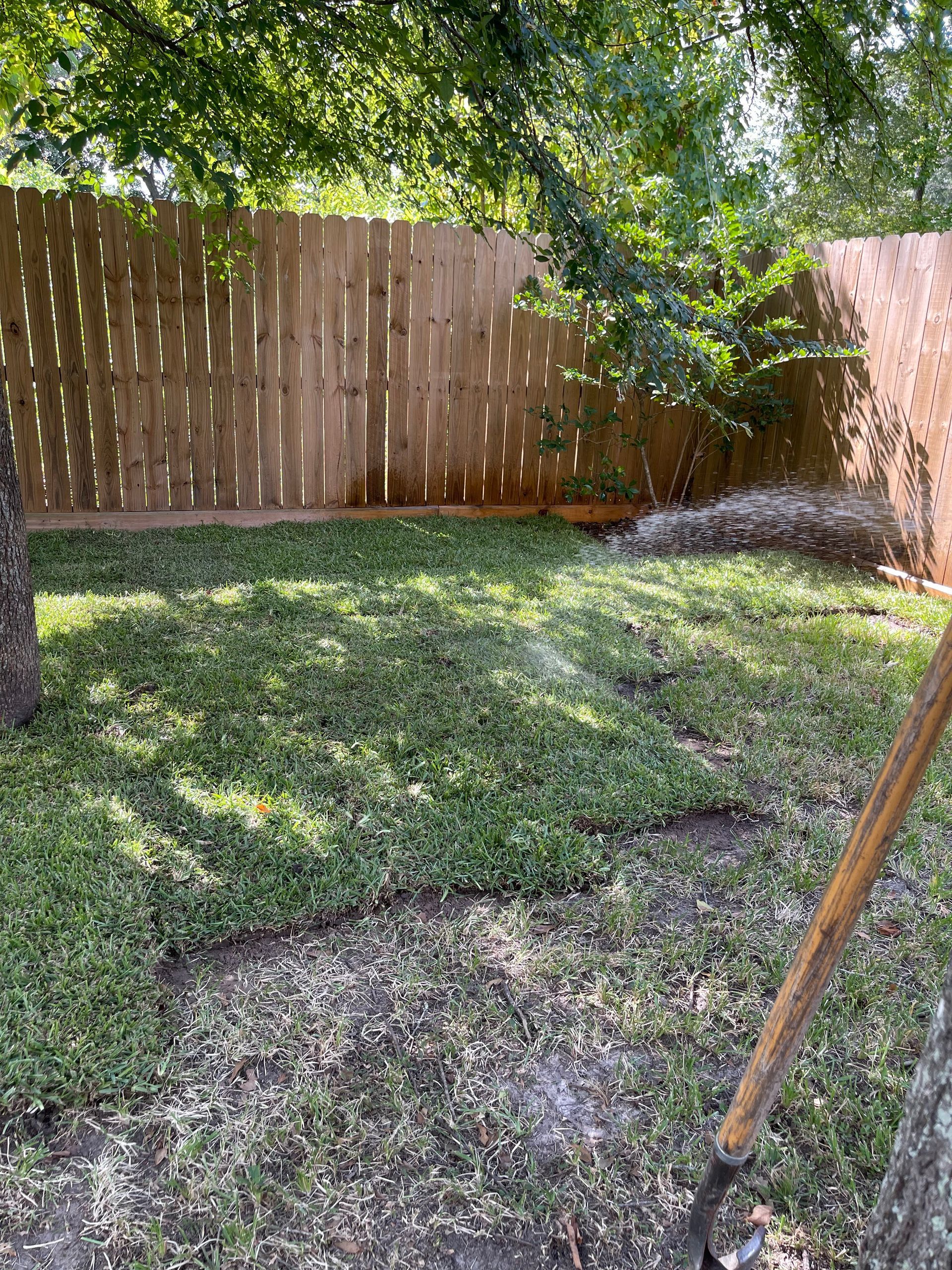 Lawn with patches of green ground cover in front of a wooden fence. Shovel on the right.