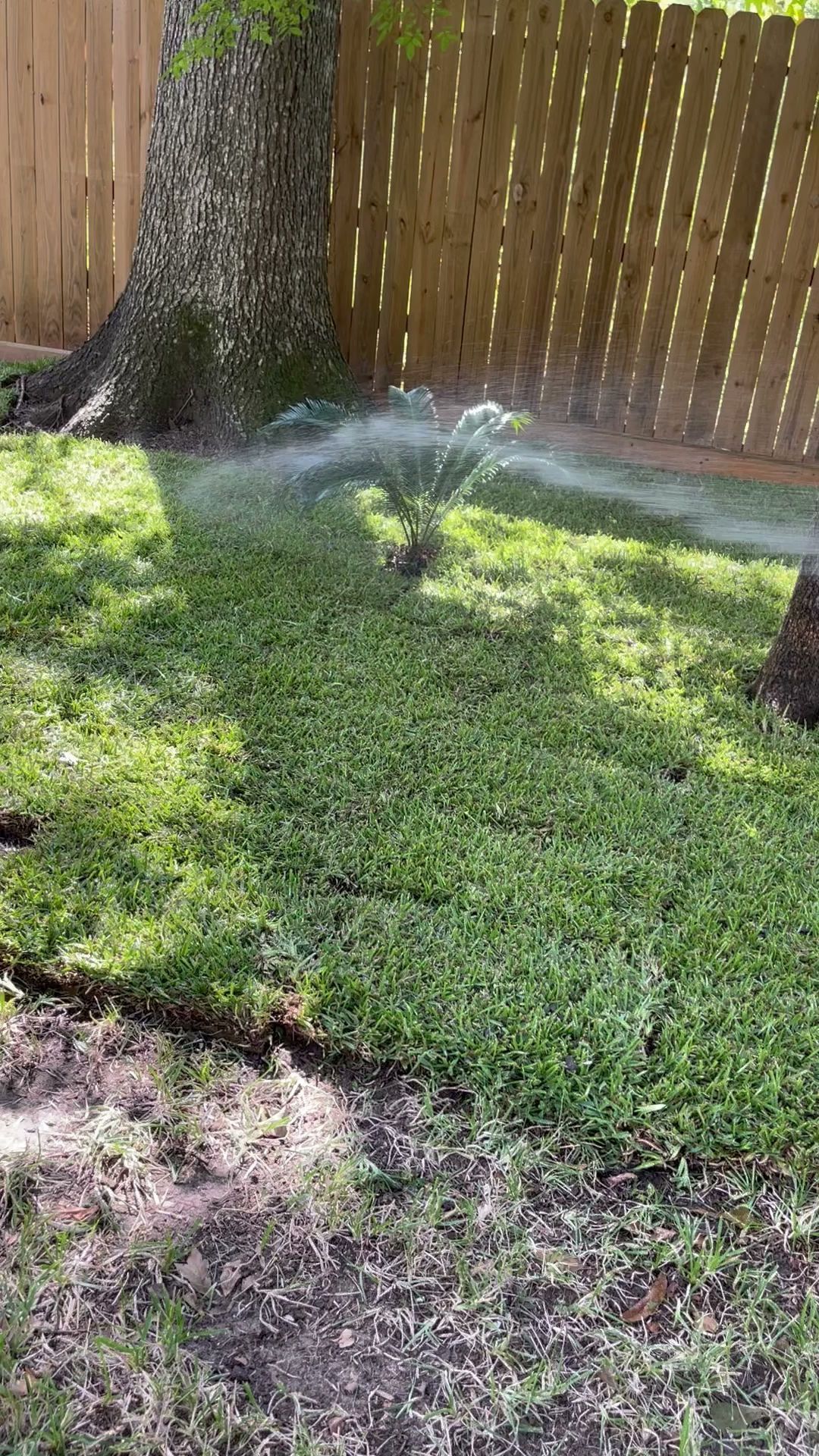 Sprinkler watering green lawn under a tree, with a wooden fence in the background.