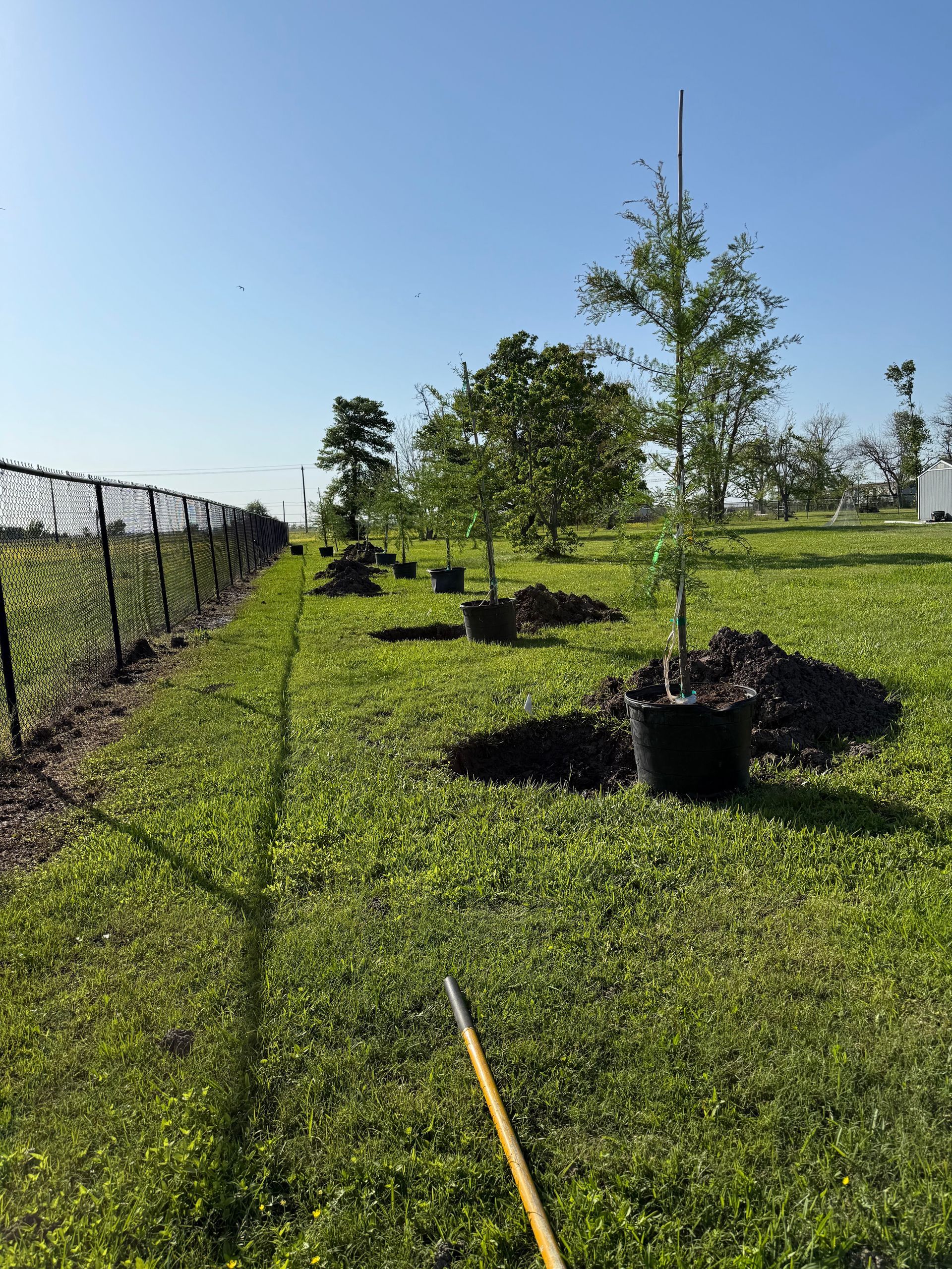 Trees planted in black pots along a chain-link fence on a grassy lawn under a blue sky.