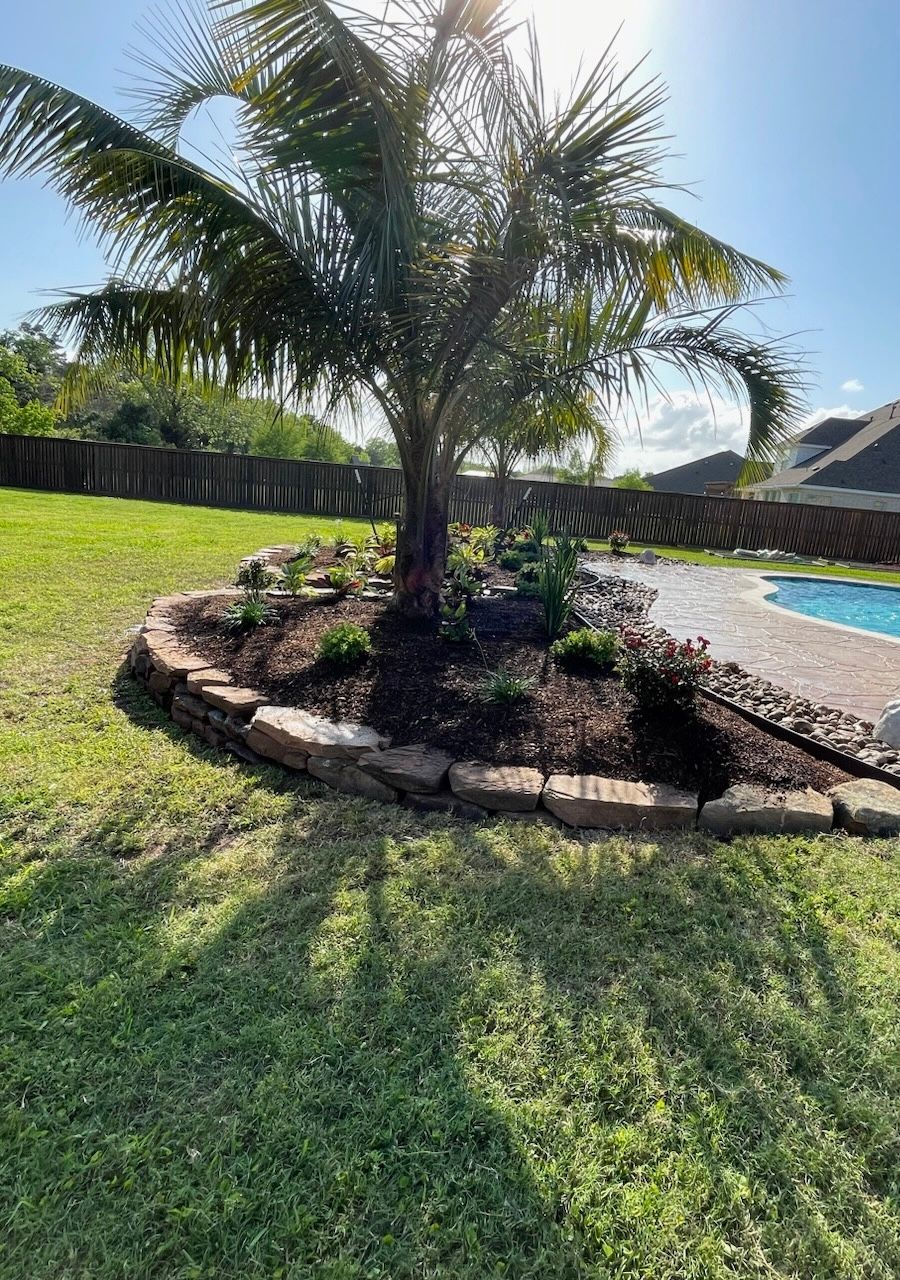 Palm tree in a landscaped garden bed, bordered by brick, next to a pool and green lawn.
