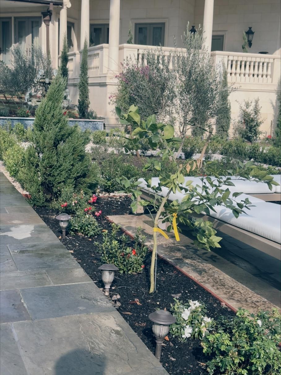Three trees with rock borders and mulch in green grass near a road.