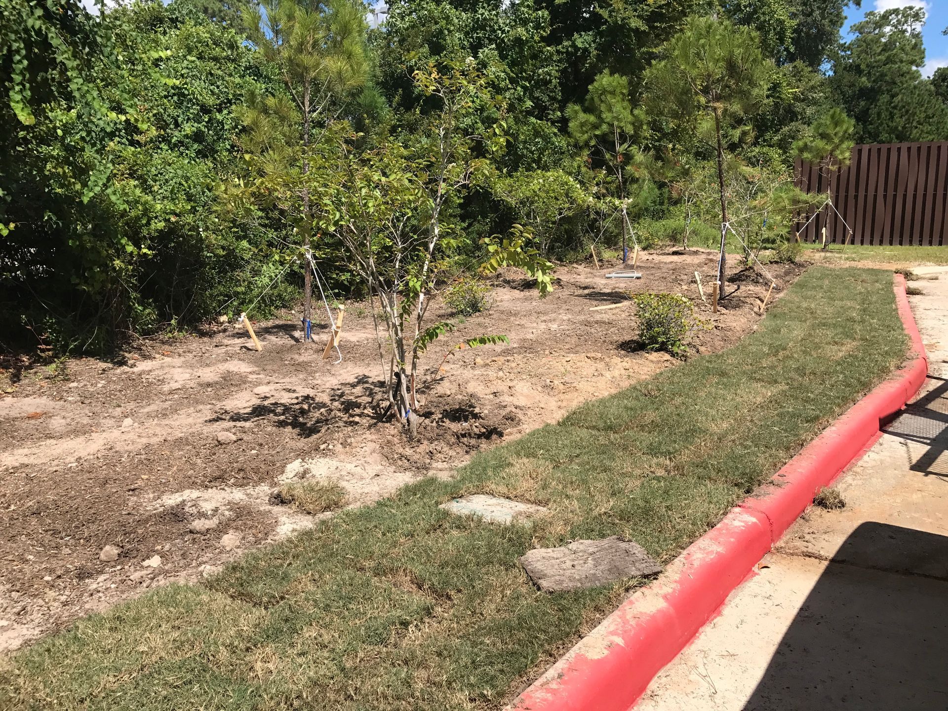 A newly landscaped garden bed with young trees, fresh sod, and red curb.