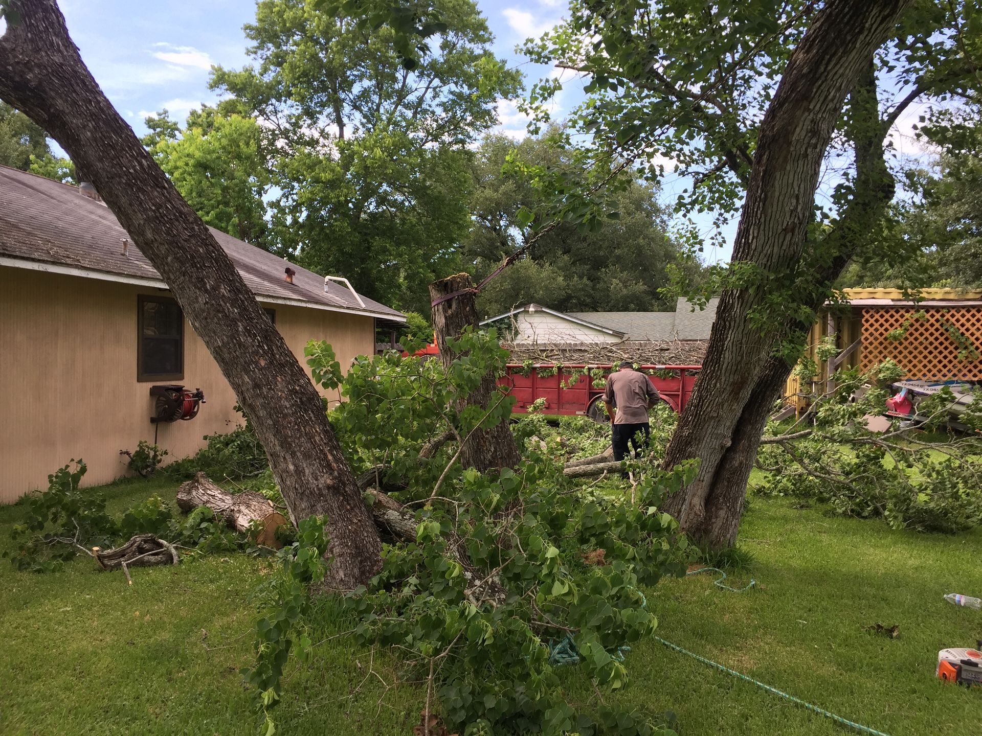 Man cutting a fallen tree in a backyard, next to a house. Green grass and foliage.