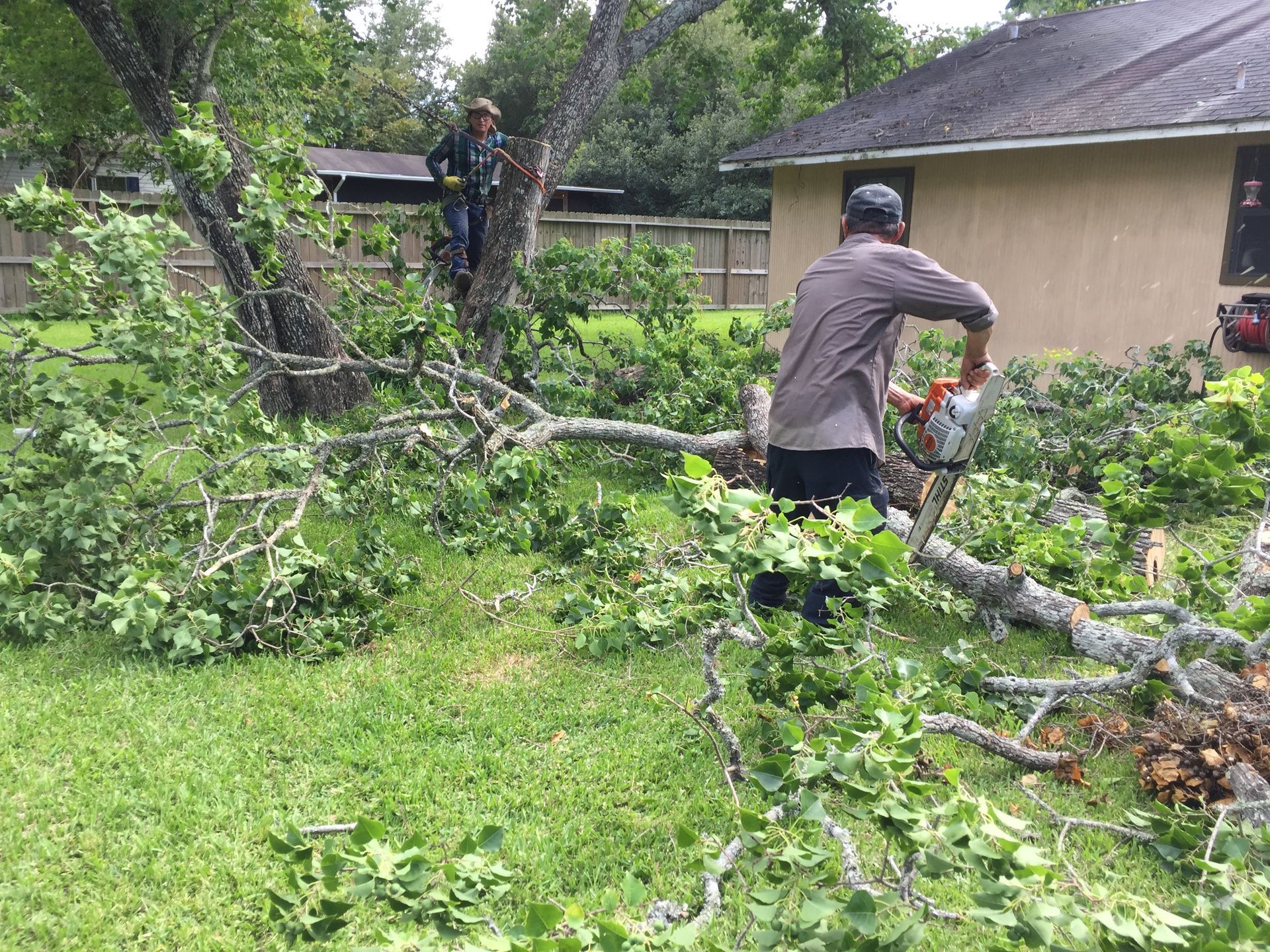 Two men cutting a fallen tree in a grassy backyard. One uses a chainsaw, another is in the tree.