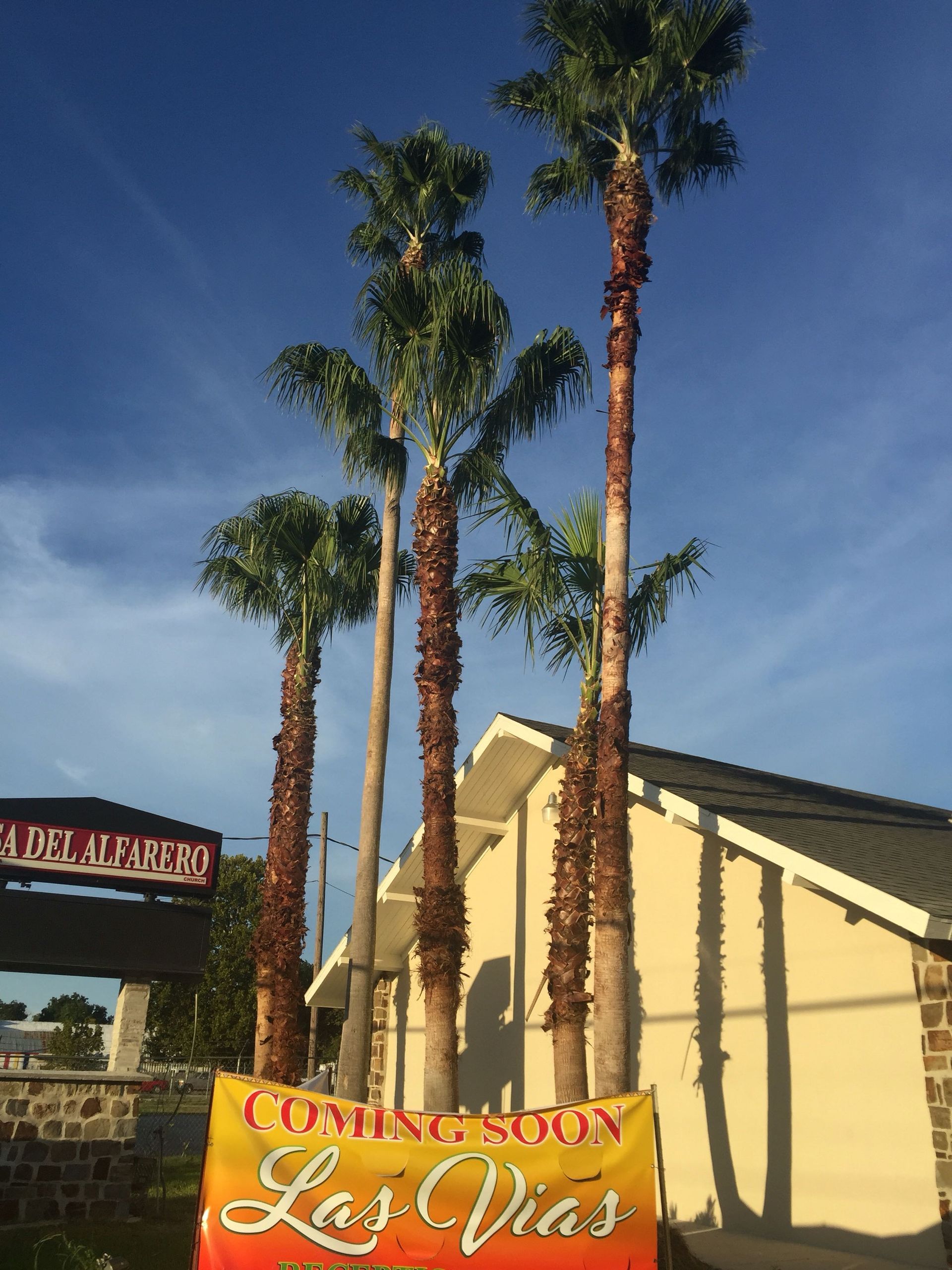 Palm trees in front of a building with a 