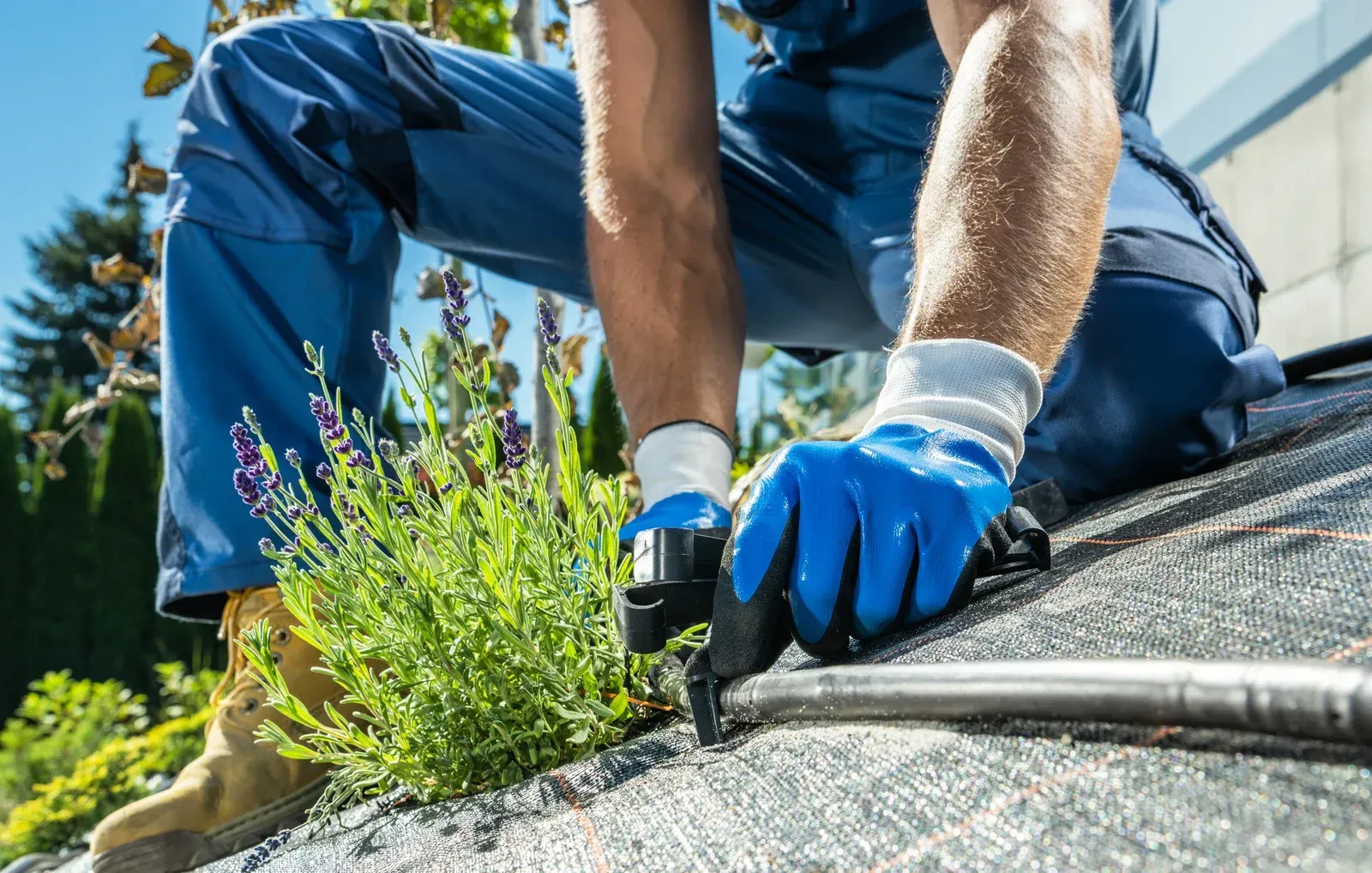 Roofer in blue work clothes and gloves, working on a roof near bushes on a sunny day.