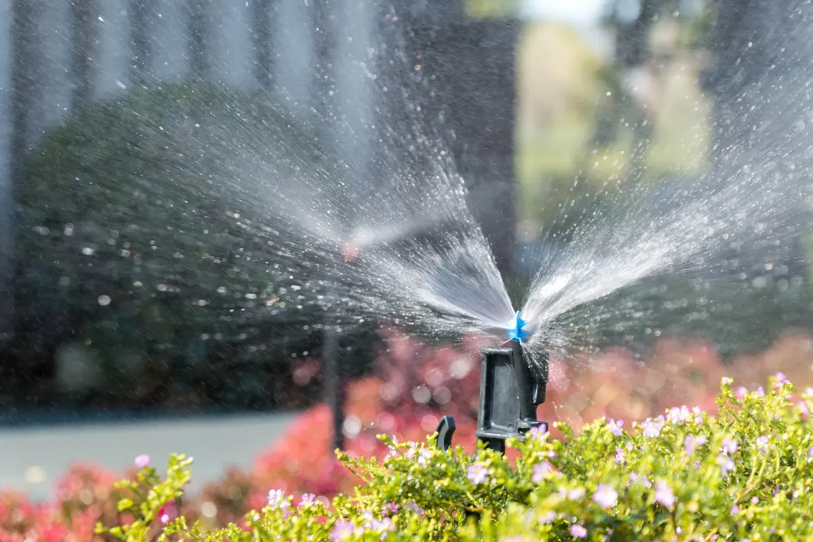 Sprinkler watering plants with water spraying into the air.