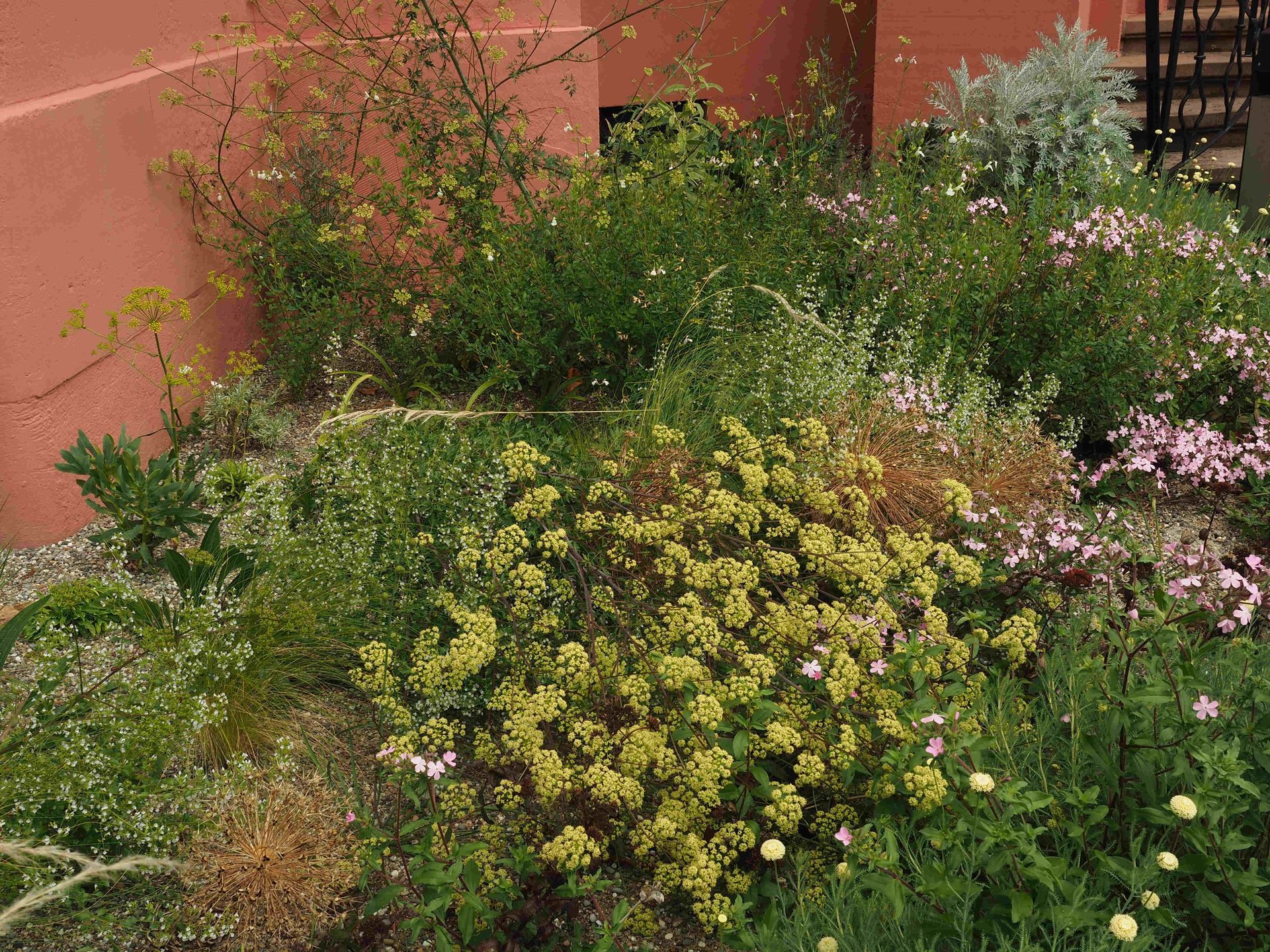 Kiesgarten, Schottergarten, Insektenparadies, insektenfreundlich, bienenfreundliche Bepflanzung, Naturgarten, einheimisch Wildpflanzen, trockenheitsverträglich regional, pflegeleichter Garten, Peucedanum alsaticum, Haarstrang, Bergminze