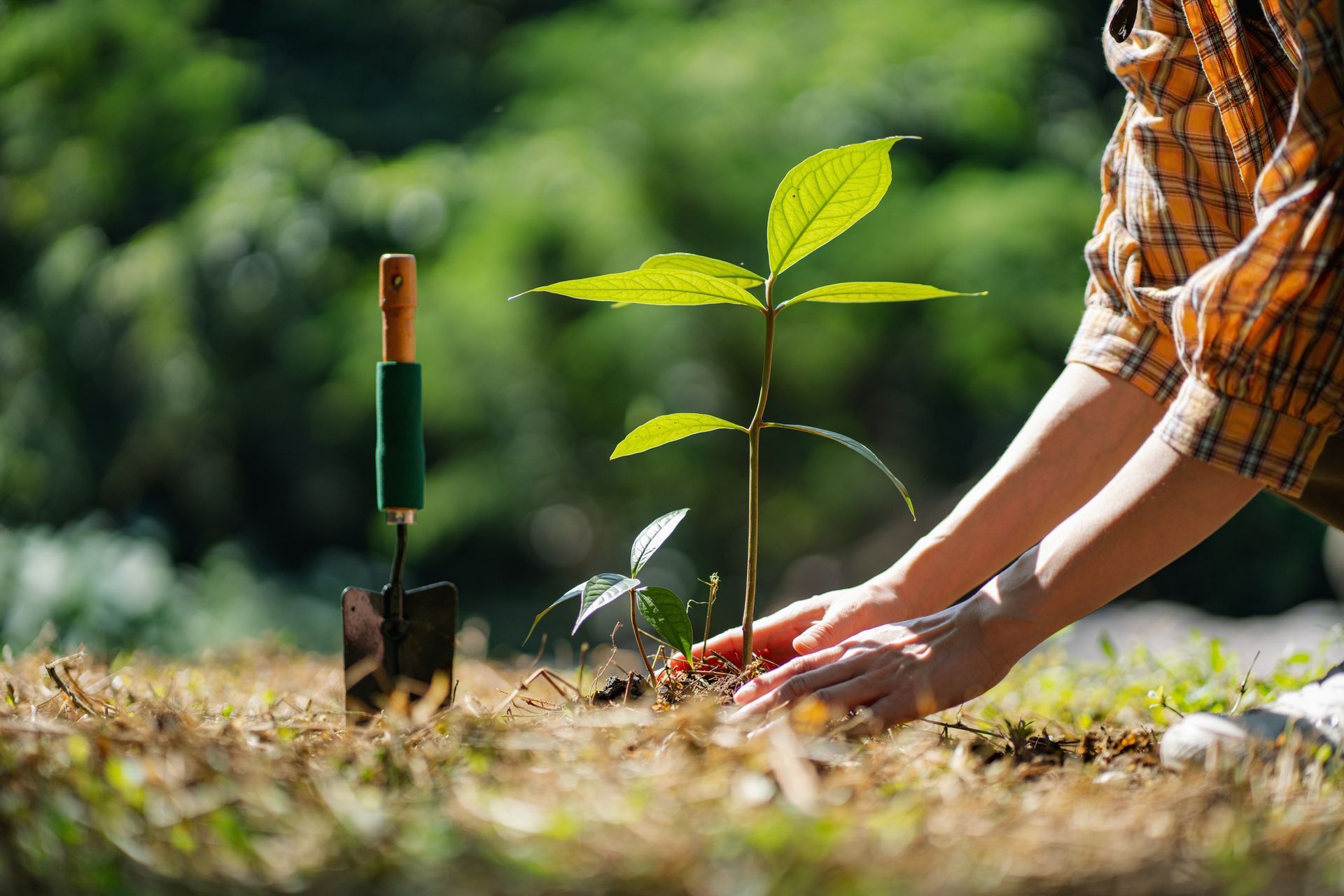 A person is planting a small tree in the ground. A person is planting a small tree in the ground.
