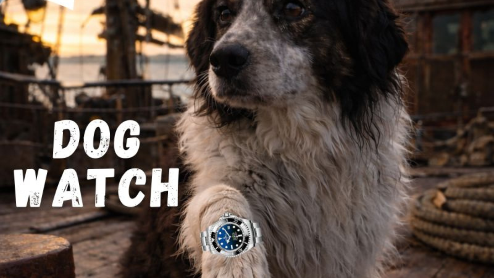 A scruffy ship's dog sits on the wooden deck of an old sailing vessel Dog Watch.
