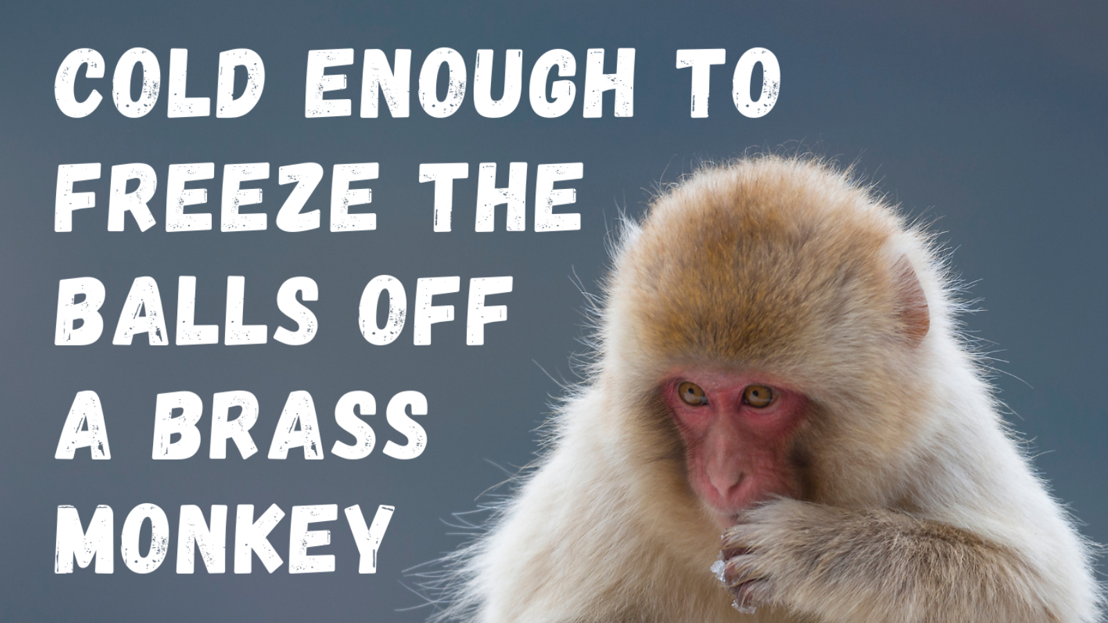 Monkey sitting in snow beside the phrase “Cold enough to freeze the balls off a brass monkey,”