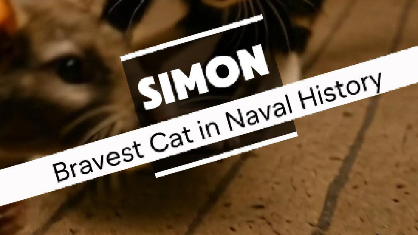 Simon, war hero cat who won a Dickin Medal