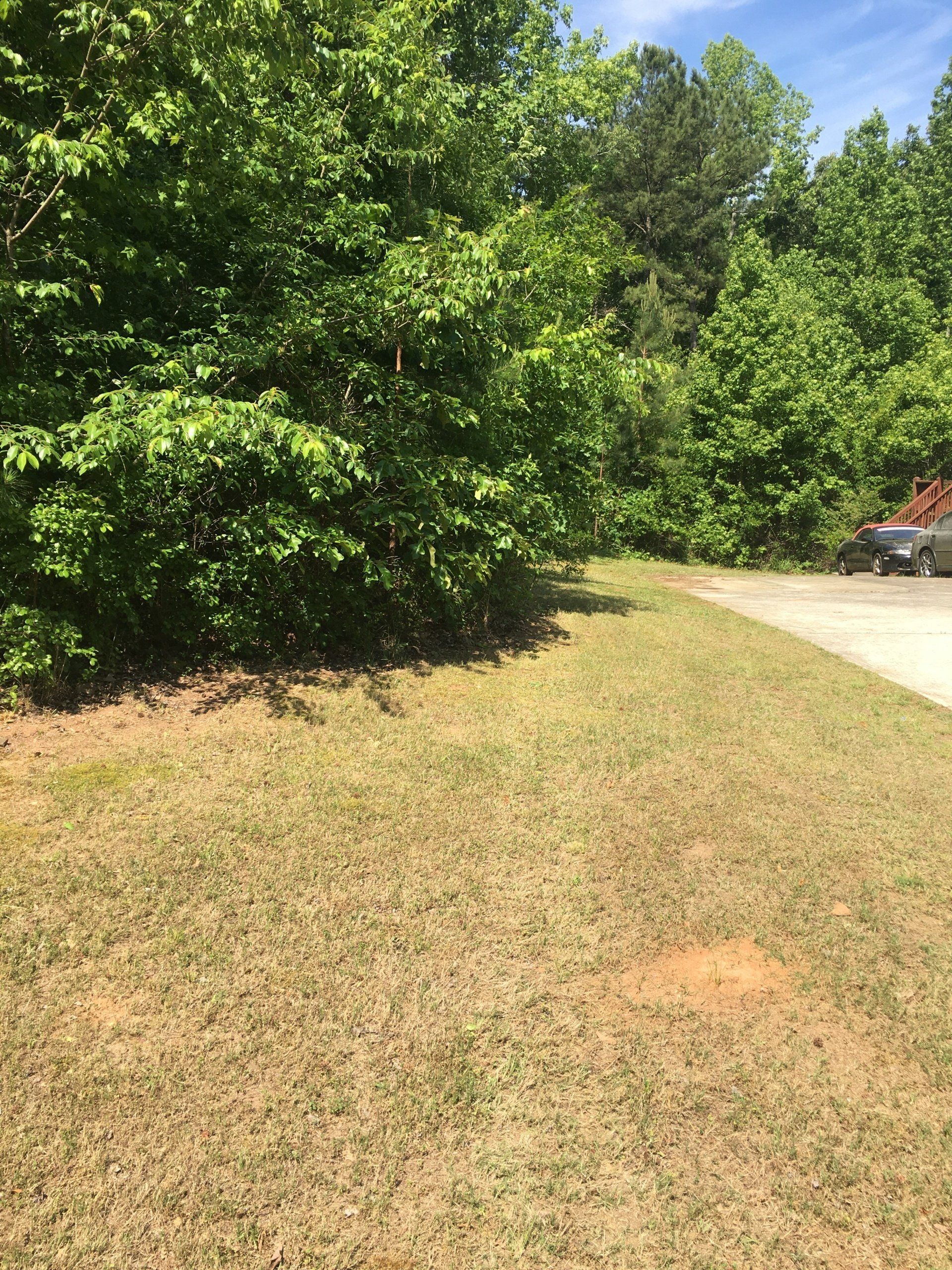 Before Forestry Mulching Macon, GA