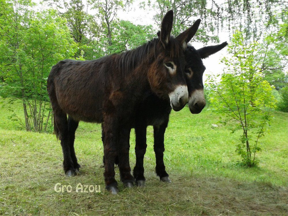 allevamento asinelli