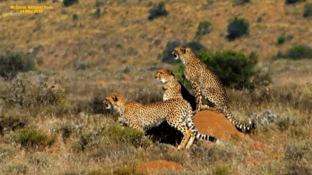 Three cheetahs in a grassy field; one on a mound, two others run.