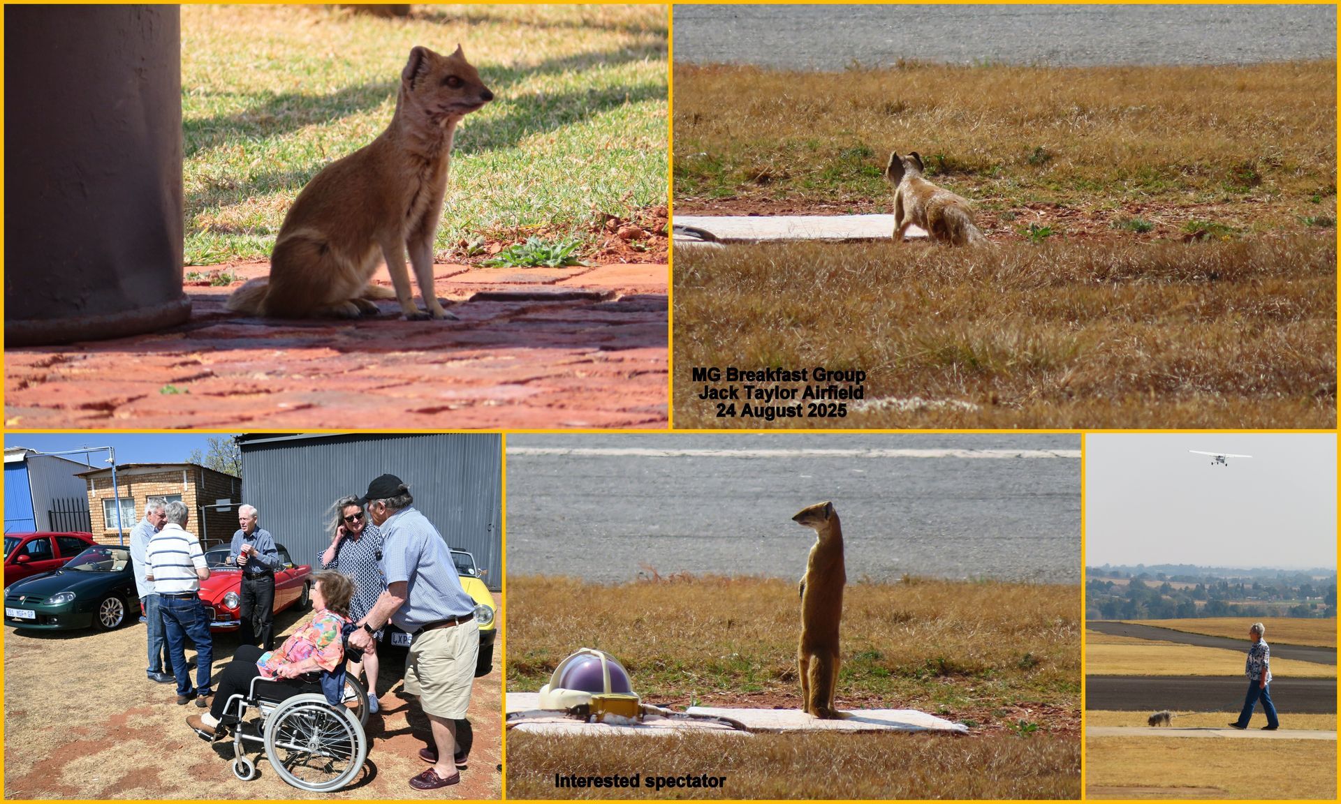 Collage: Wild animals, people gathered around cars, and a person walking in a field.