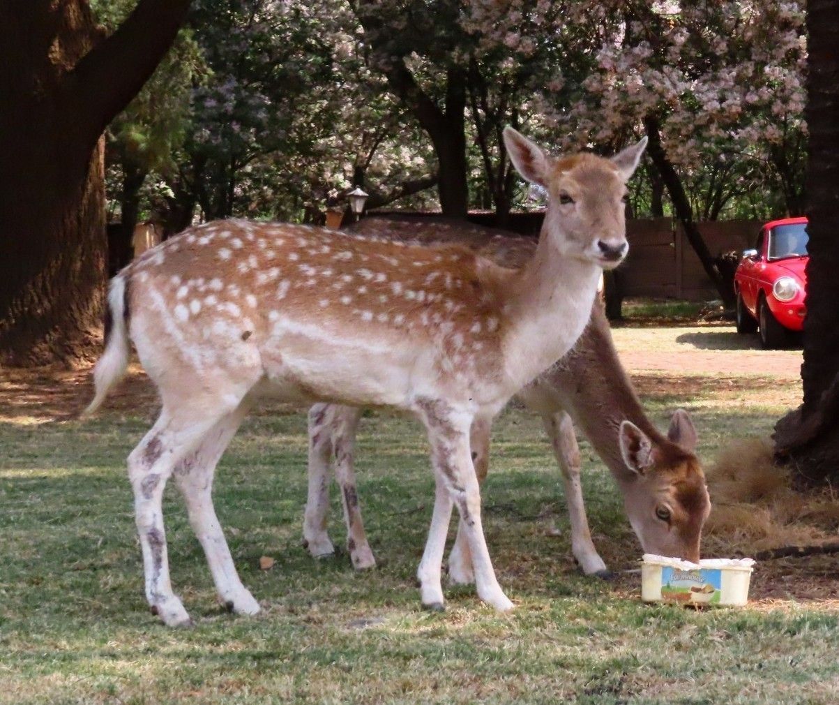 Two spotted fallow deer graze on grass near a red car.