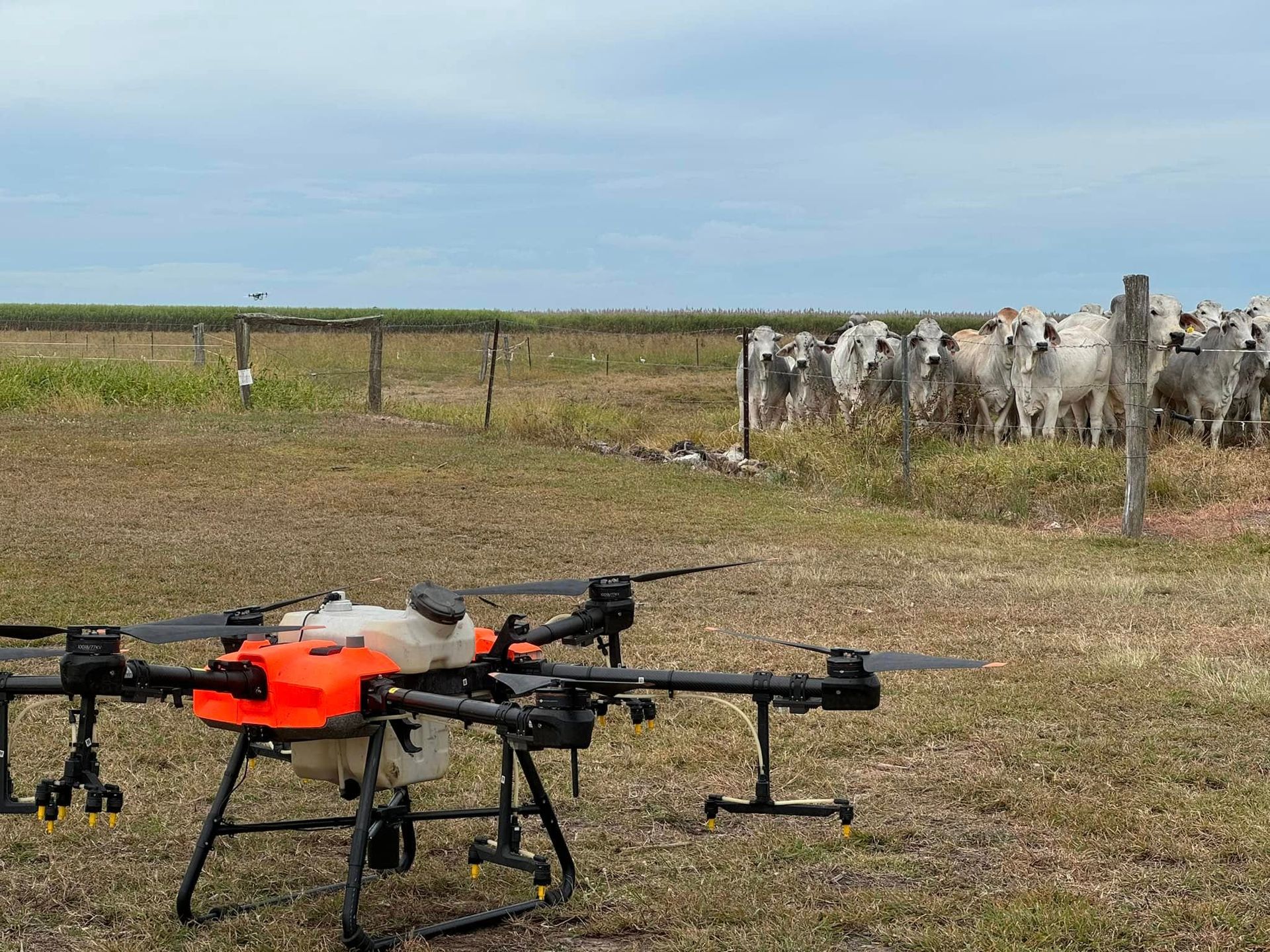 Drone Spraying a Field Near a Herd of Cattle Under a Cloudy Sky — Jetstream Aerial Services in Te Kowai, QLD