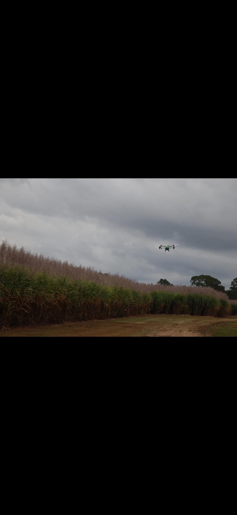 A Bird Flying Above a Field with Tall Plants Under a Cloudy Sky — Jetstream Aerial Services in Te Kowai, QLD
