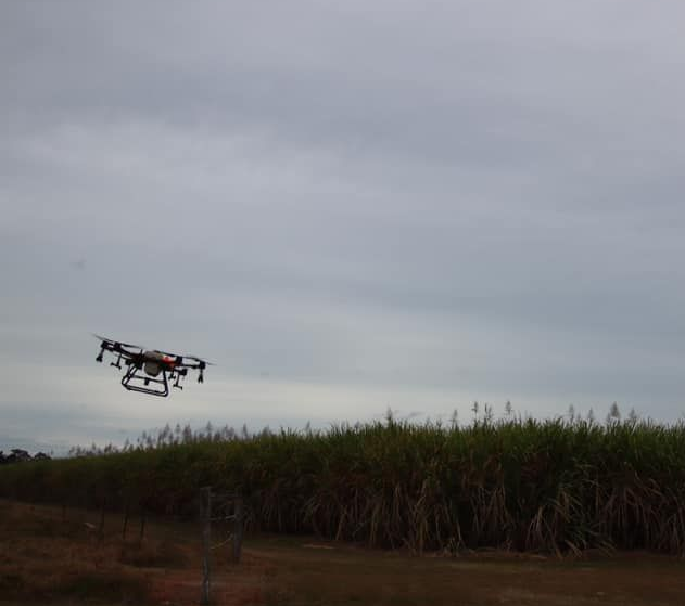 Drone Spraying Crops Over Tall Green Plants Under a Cloudy Sky — Jetstream Aerial Services in Te Kowai, QLD