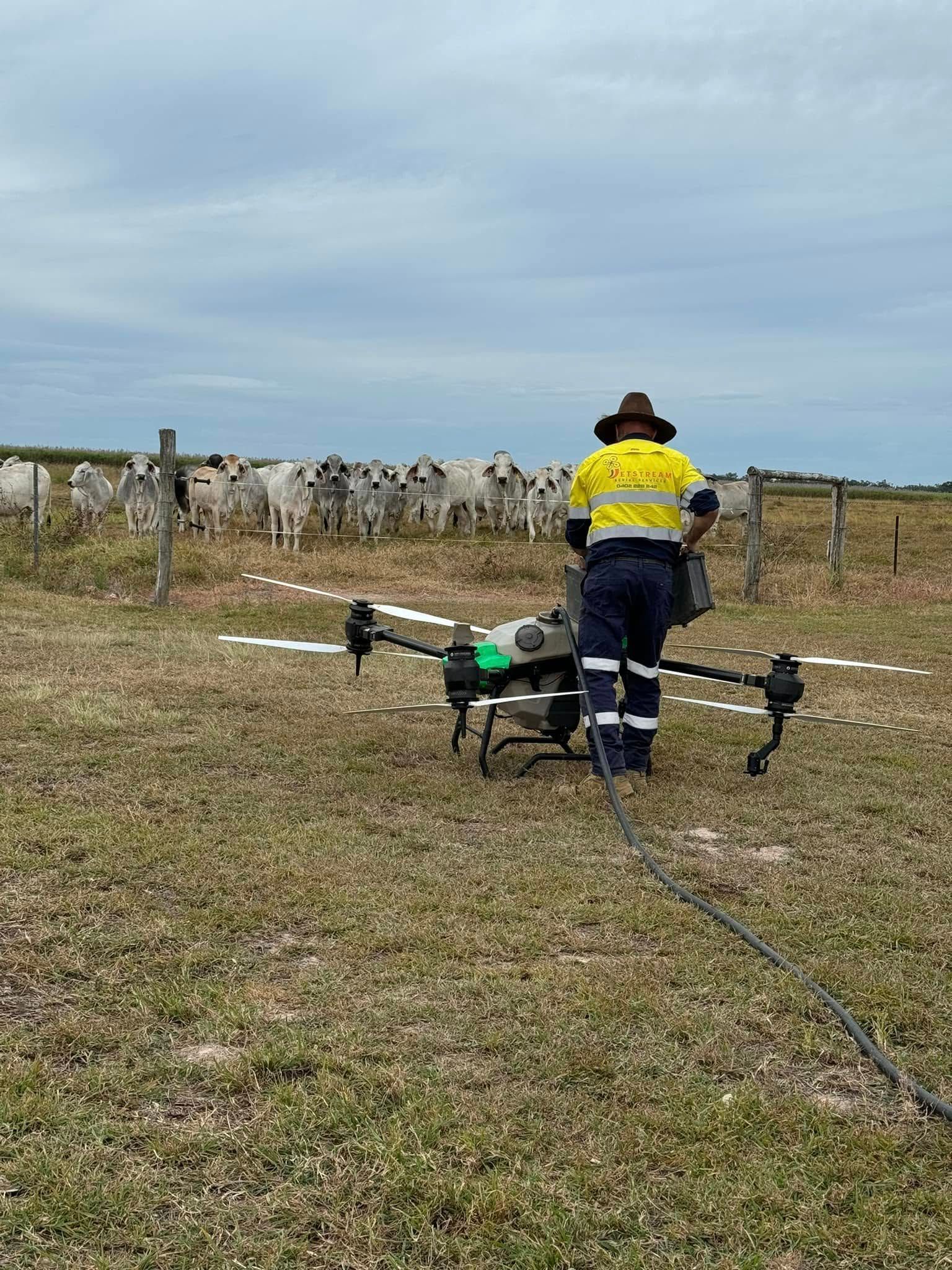 Person in Work Clothes Operating a Drone in A Field Near Cattle — Jetstream Aerial Services in Te Kowai, QLD