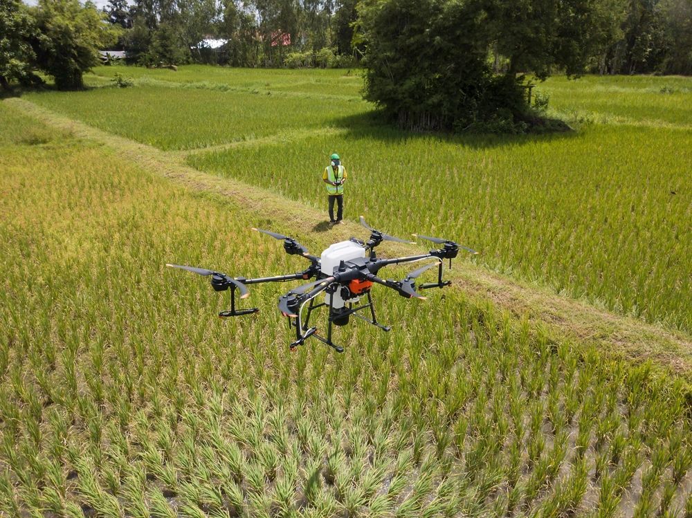 Drone Spraying Crops in a Rice Field, Operator Standing in the Background — Jetstream Aerial Services in Te Kowai, QLD