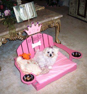 Cute Pet In Beautiful Pet Bed
