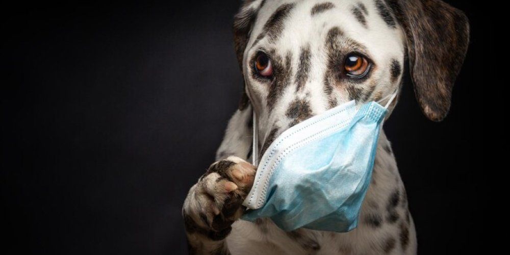 a vacinação protege os cachorros da gripe canina