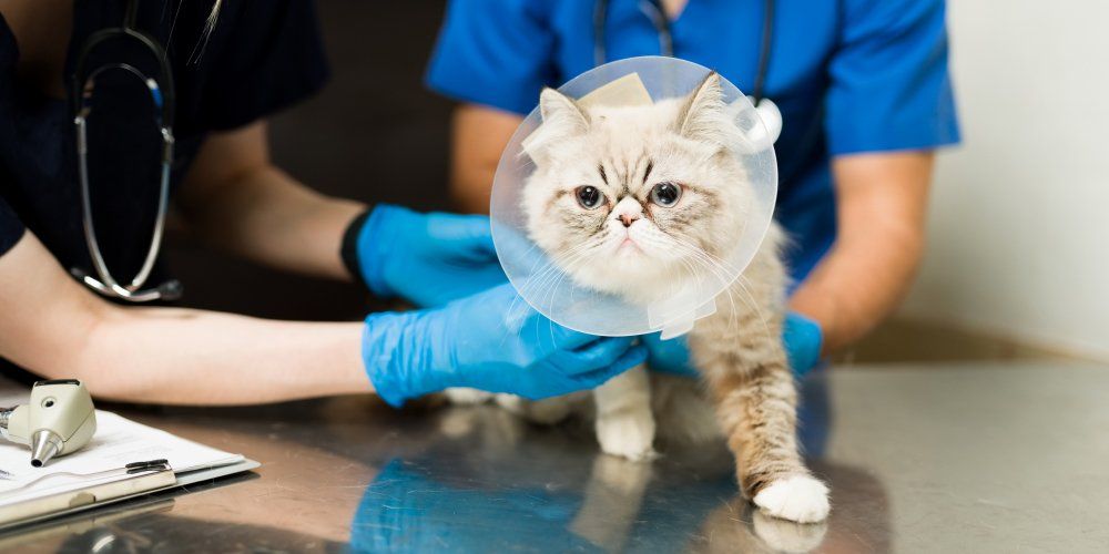 cirurgia de castração em cães e gatos
