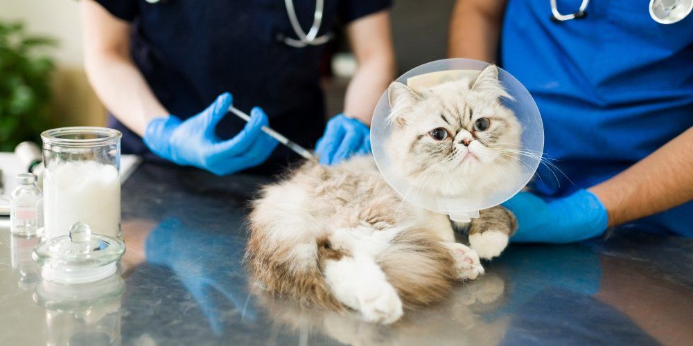 vacinação dos felinos
