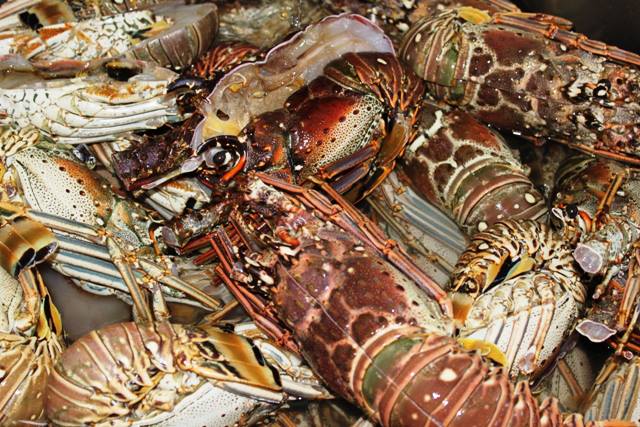 piatto di gamberoni, molluschi e aragosta