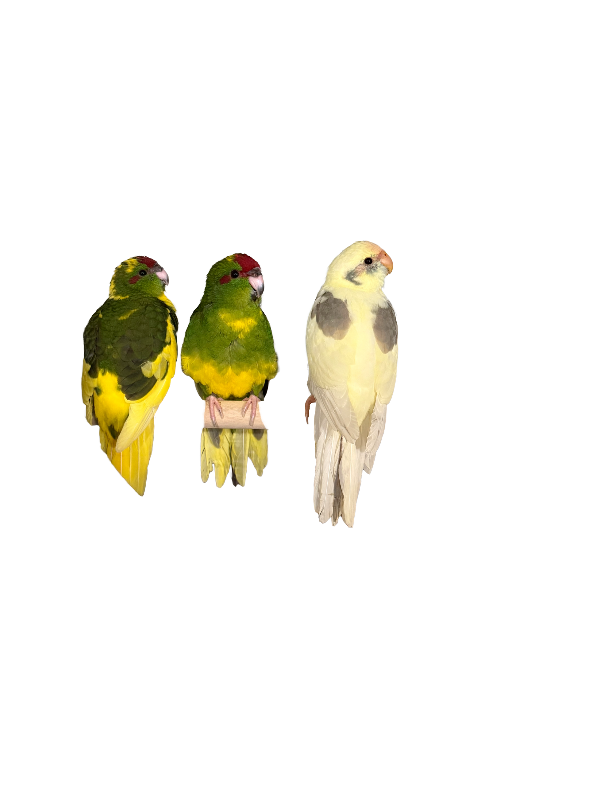 Three birds are sitting next to each other on a white background.