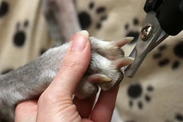 Person trimming dog's nails with clippers; dog's paw held in hand.