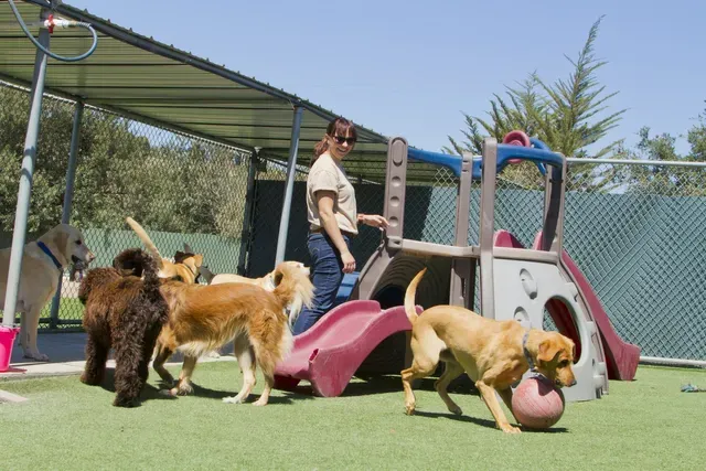Woman with dogs at an outdoor dog park, playing near a slide, on a sunny day.